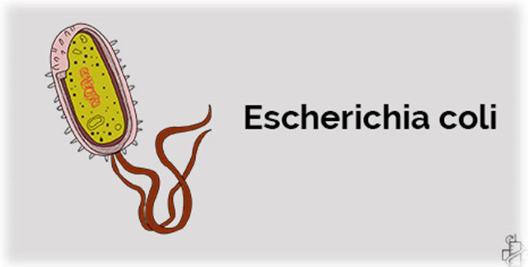 Urinarna infekcija - Escherichia coli